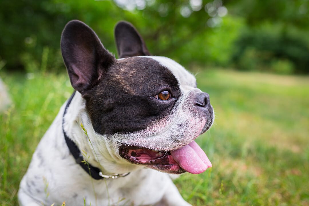 ¿Cómo Se Puede Saber Si Un Perro Bulldog Francés Está Enfermo? Averígualo Ahora