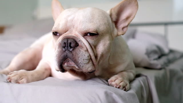¿Cómo Se Puede Saber Si Un Perro Bulldog Francés Está Enfermo Gravemente?