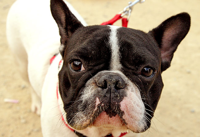 ¿Cómo Se Puede Saber Si Un Perro Bulldog Francés Necesita Atención Médica?