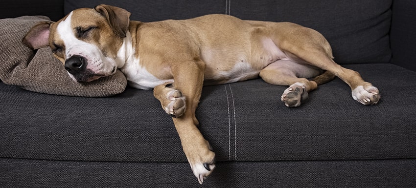 ¿Cómo Se Puede Saber Si Un Perro Está Enfermo De Anemia?: Fíjese en Estos Síntomas