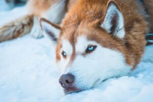 ¿Cómo Se Puede Saber Si Un Perro Está Enfermo De Coronavirus Canino?