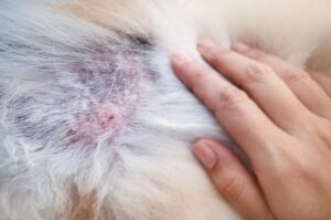 ¿Cómo Se Puede Saber Si Un Perro Está Enfermo De Dermatitis?