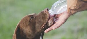 ¿Cómo Se Puede Saber Si Un Perro Está Enfermo De Deshidratación?