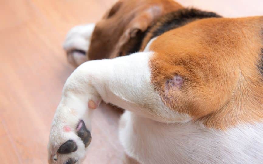 ¿Cómo Se Puede Saber Si Un Perro Está Enfermo De Displasia De Codo?