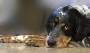 ¿Cómo Se Puede Tratar La Enfermedad Del Hígado En Perros?