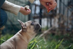 ¿Cómo Se Adiestra A Un Perro Bulldog Francés?: Lo Que Debes Saber Para Iniciar