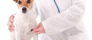 ¿Cuáles Son Las Causas De La Enfermedad Pulmonar En Perros?