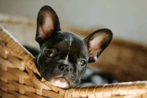 ¿Cuánto Cuesta Un Bulldog?: Un Perro Con Actitud