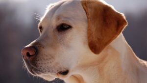 Descubre Cómo Entrenar A Un Perro Labrador Retriever