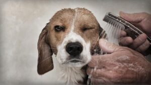Entérese Cómo Se Baña A Un Perro Beagle