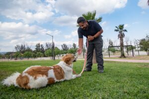 ¿Cuáles Son Algunos De Los Temas Que Se Abordan En Los Foros Sobre El Adiestramiento Y El Comportamiento Caninos?