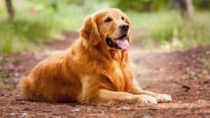 ¿Cuáles Son Las Características De Los Perros Golden Retriever?