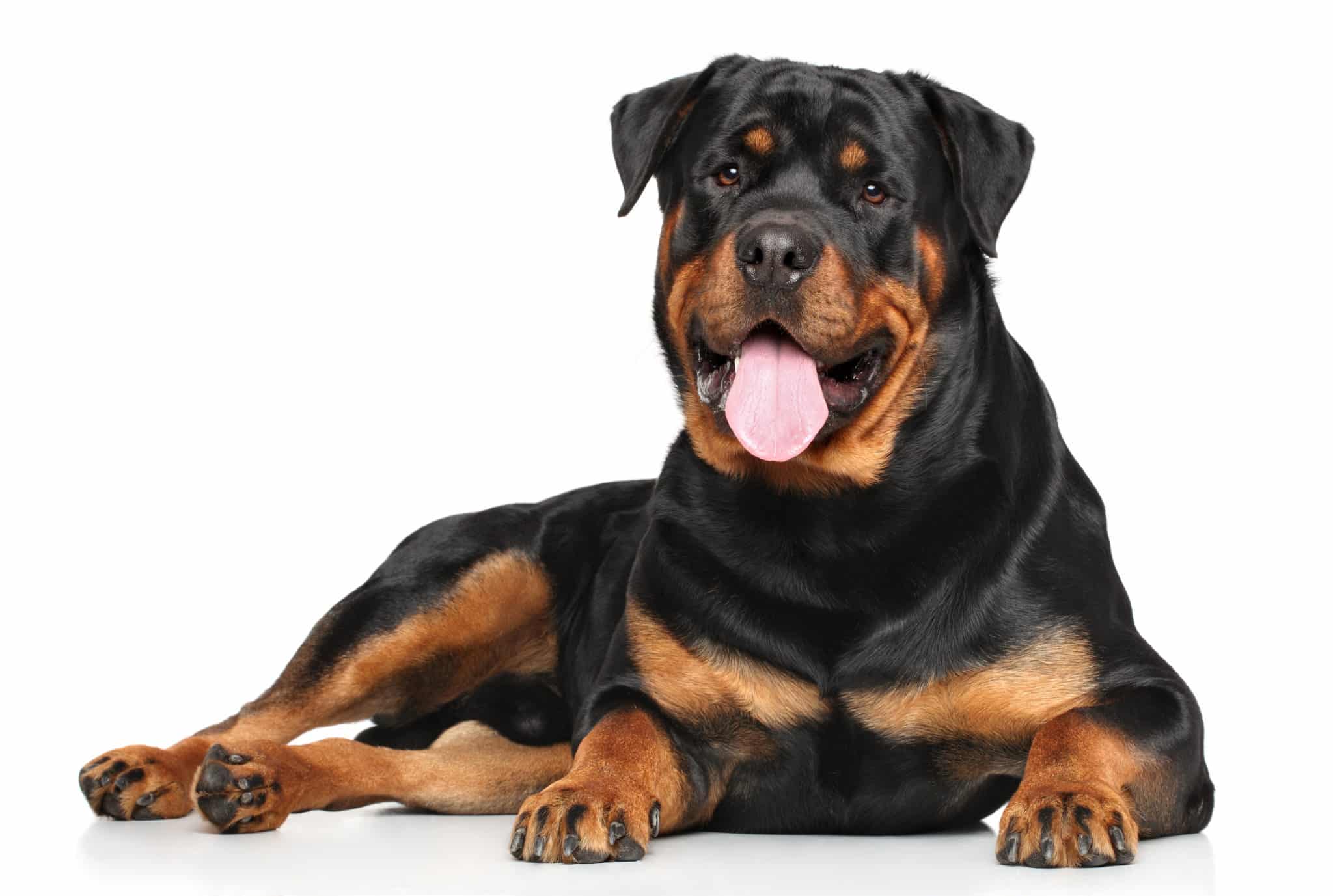 ¿Cuáles Son Las Características Del Rottweiler?: ¿Qué Tipo De Pelaje Tiene?