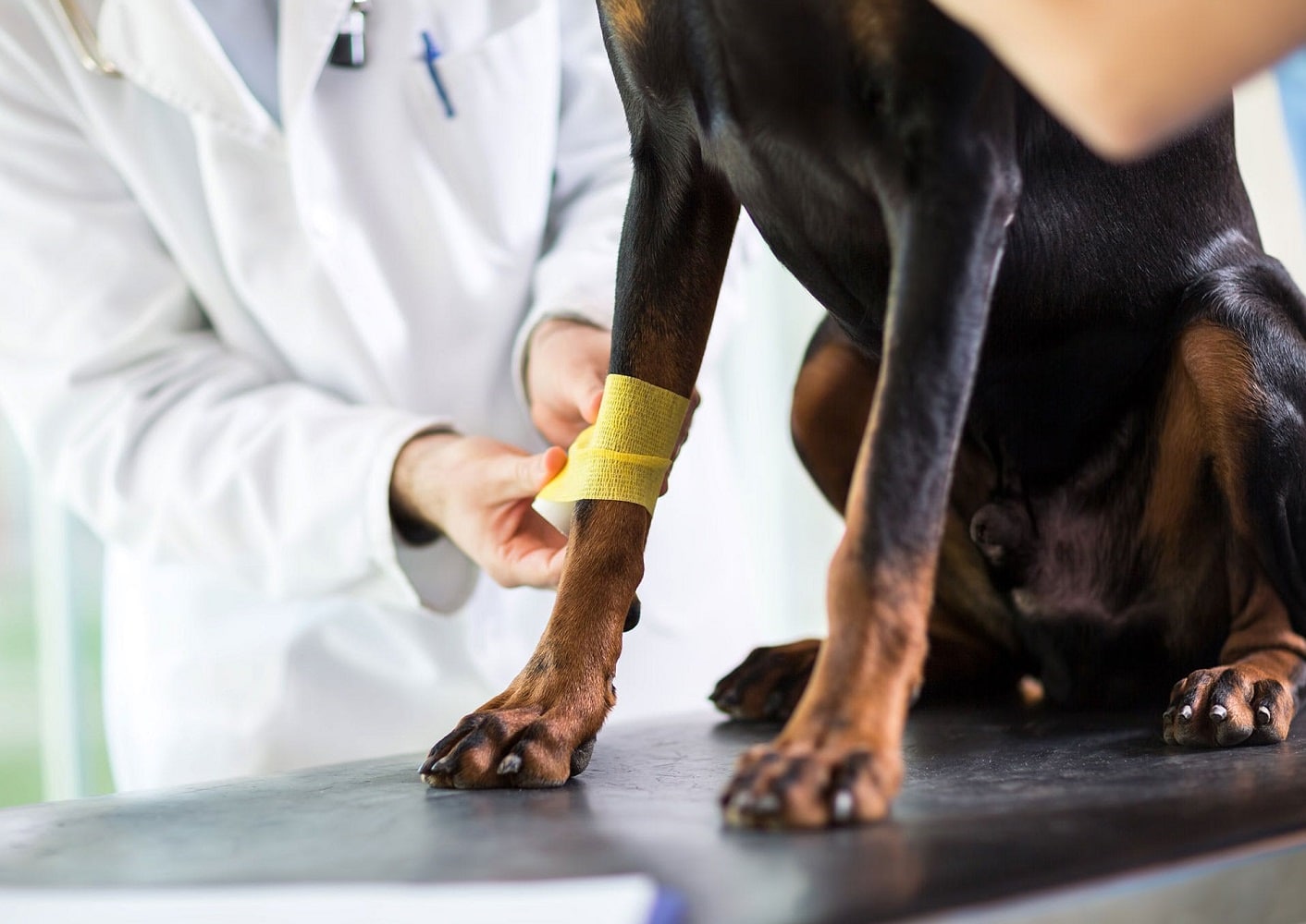 ¿Cuáles Son Las Causas De La Artritis En Perros?: ¿Cuáles Son Sus Síntomas?