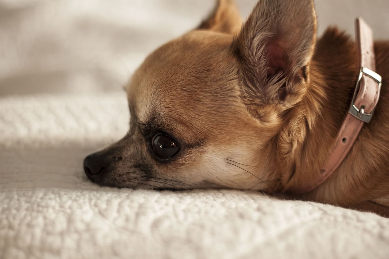 ¿Cuáles Son Las Causas De La Ceguera En Los Perros Chihuahuas?