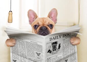 ¿Cuáles Son Las Causas De La Diarrea En Perros?: Descubre Cómo Tratarla