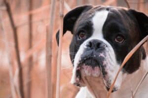 ¿Cuáles Son Las Causas De La Enfermedad Del Riñón En Perros?: ¿Cómo Prevenirlas?