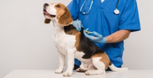 Aprende Sobre Cuáles Son Las Causas De La Leptospirosis En Perros Y Sus Prevenciones
