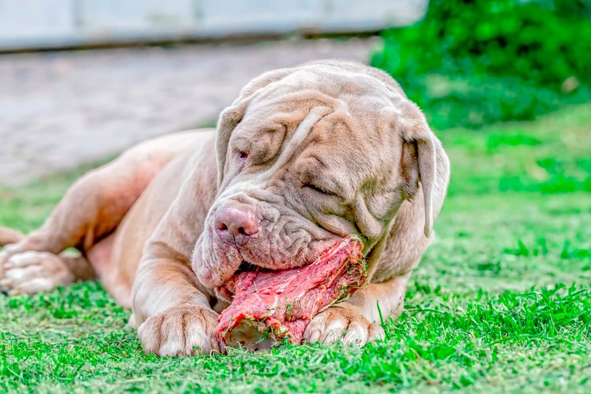 ¿Cuáles Son Las Causas De La Salmonela En Perros?: Descubre Cómo Prevenirla