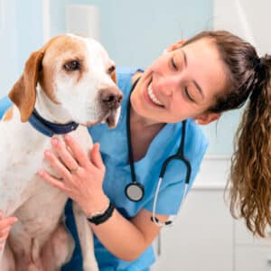¿Cuáles Son Las Causas Del Cáncer De Hígado En Perros?