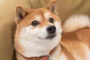 ¿Cuáles Son Las Desventajas De Tener Un Perro Shiba Inu?