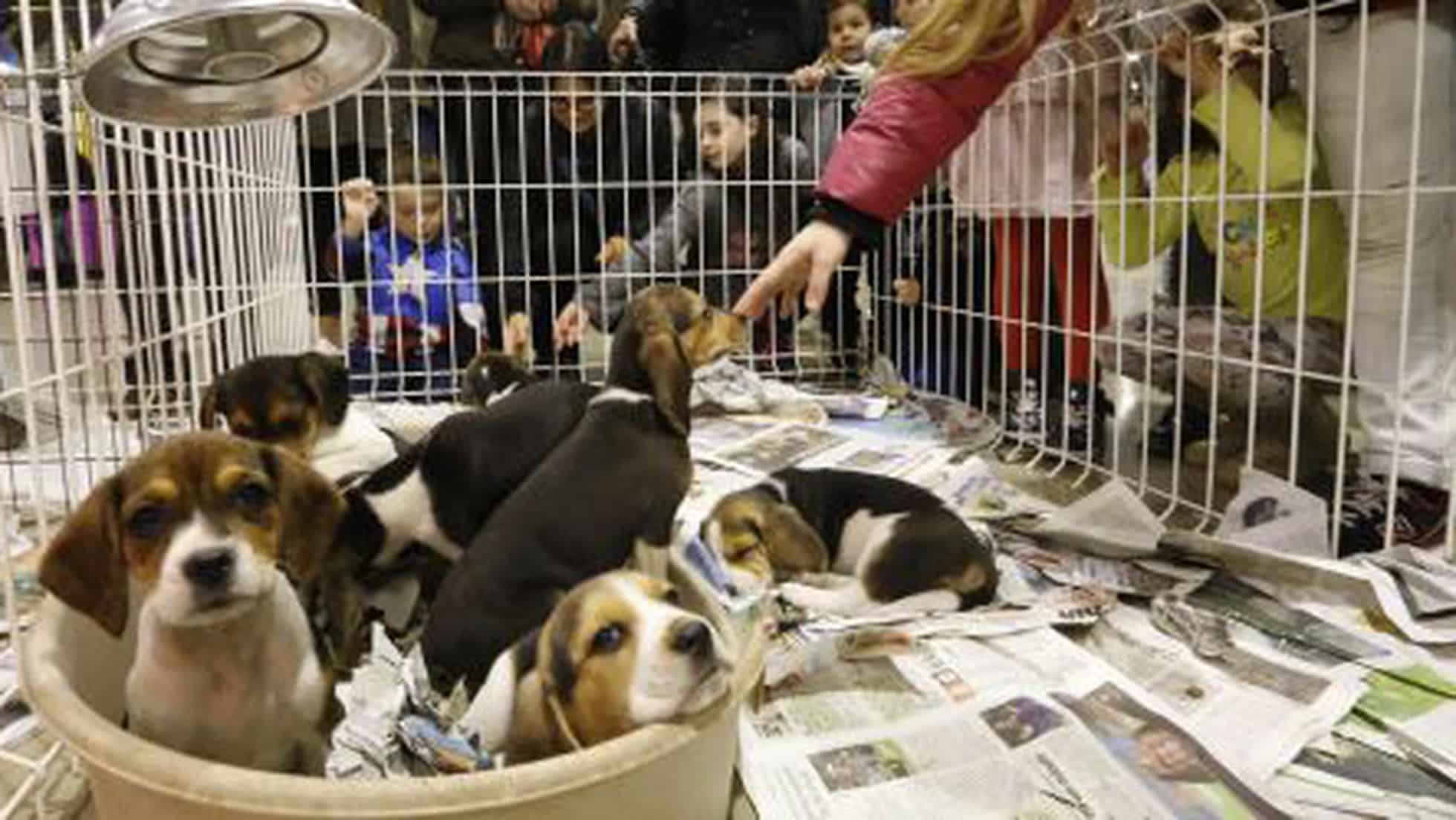 ¿Dónde Puedo Comprar Un Perro Beagle?: Descubre Sus Características