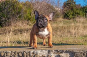 Descubre En Qué Consiste El Cuidado Del Perro Bulldog Francés