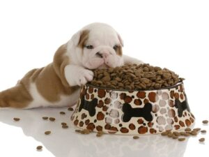 ¿Es Caro Alimentar A Un Perro?: Conoce La Mejor Manera Para Alimentar
