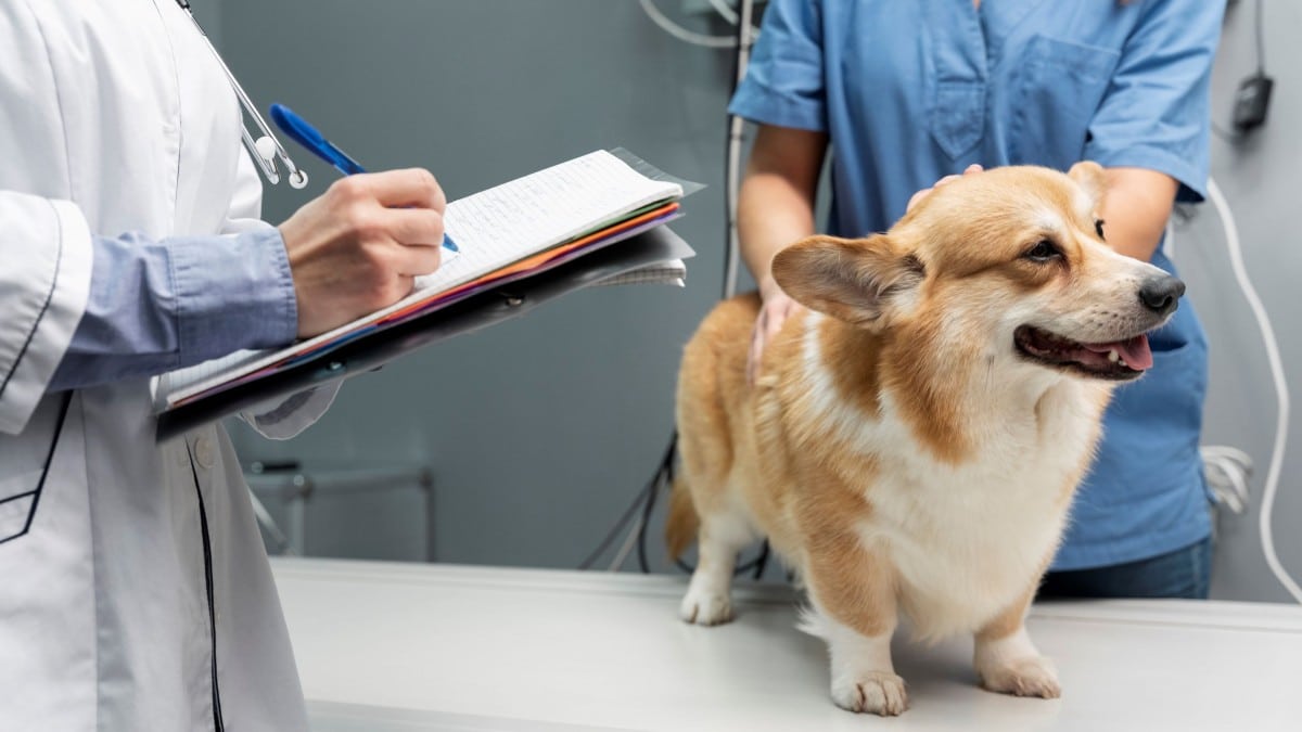 ¿Es Caro Llevar A Un Perro Al Veterinario Cuando Está Enfermo?