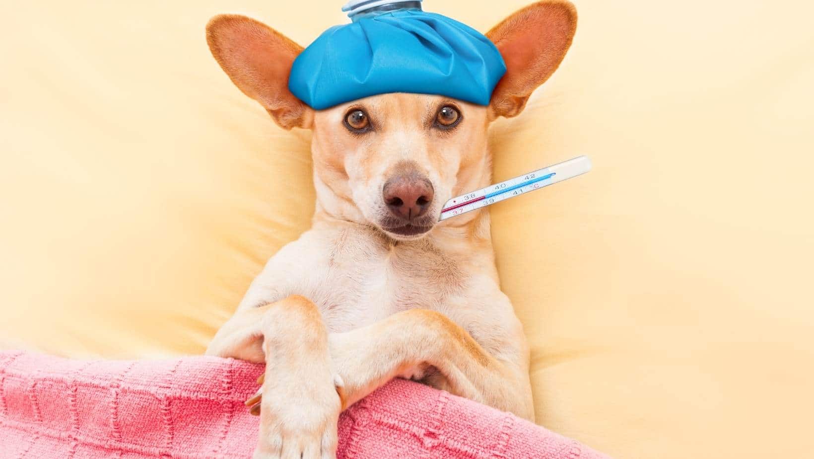 ¿Hay Algunos Síntomas Comunes De Enfermedades En Los Perros?: Conócelos