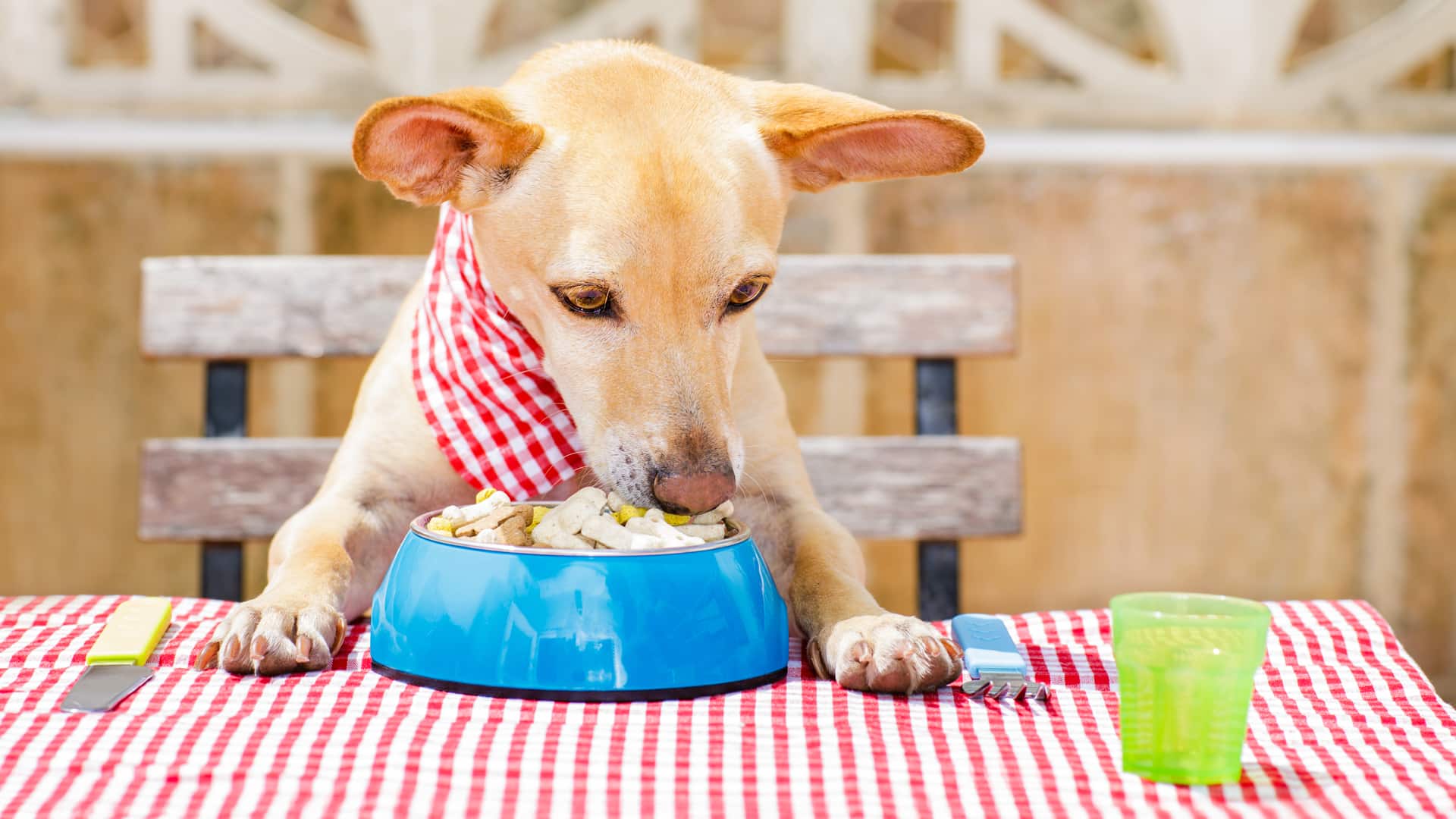 Asegúrate Sobre Si Hay Alimentos Especiales Para Los Perros Con Anemia