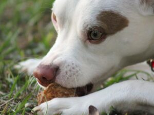 ¿Hay Alimentos Especiales Para Los Perros Con Artritis?: Descúbrelo