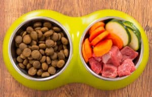 Aprende Si Hay Alimentos Especiales Para Los Perros Con Cáncer De Piel