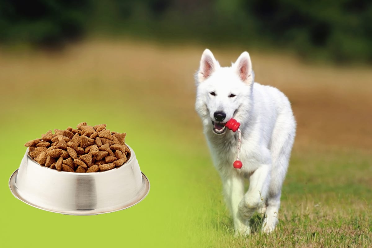 ¿Hay Alimentos Especiales Para Los Perros Con Cáncer De Pulmón?