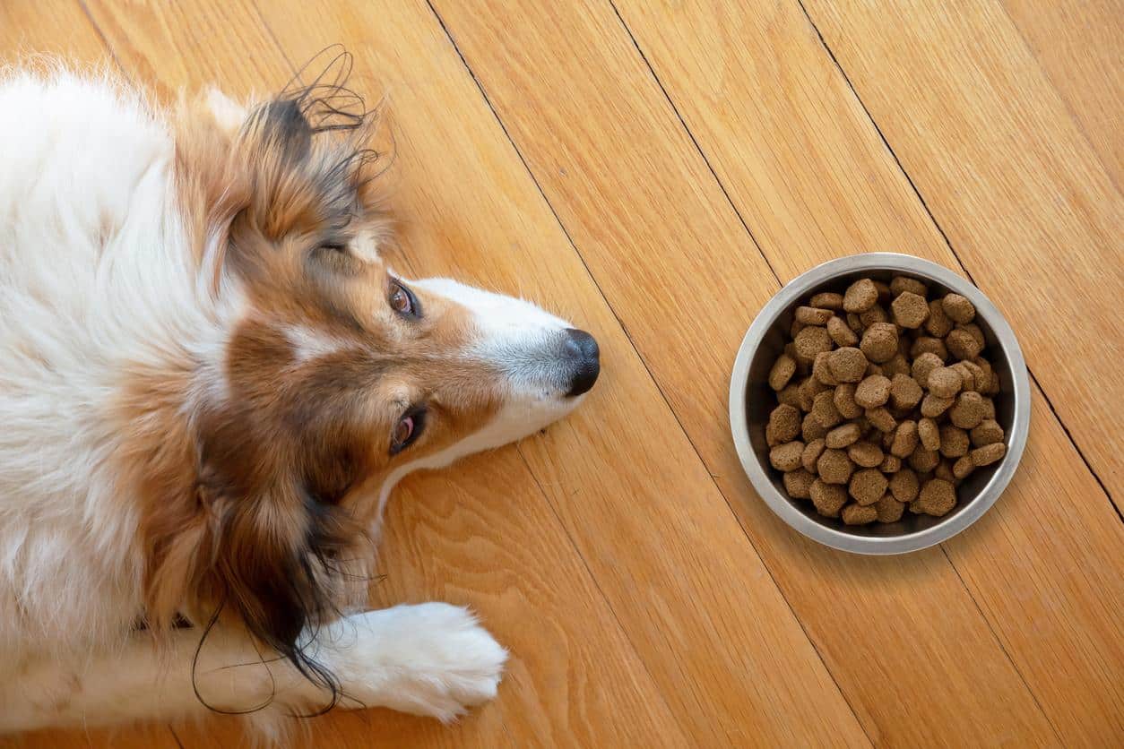 Asegúrate Sobre Si Hay Alimentos Especiales Para Los Perros Con Diarrea