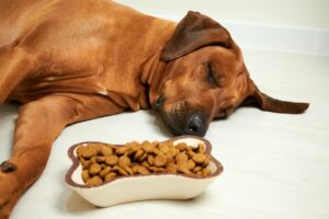 Descubre Si Hay Alimentos Especiales Para Los Perros Con Enfermedad Hepática