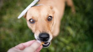¿Hay Alimentos Especiales Para Los Perros Con Enfermedad Renal?: Conoce Sobre Ello