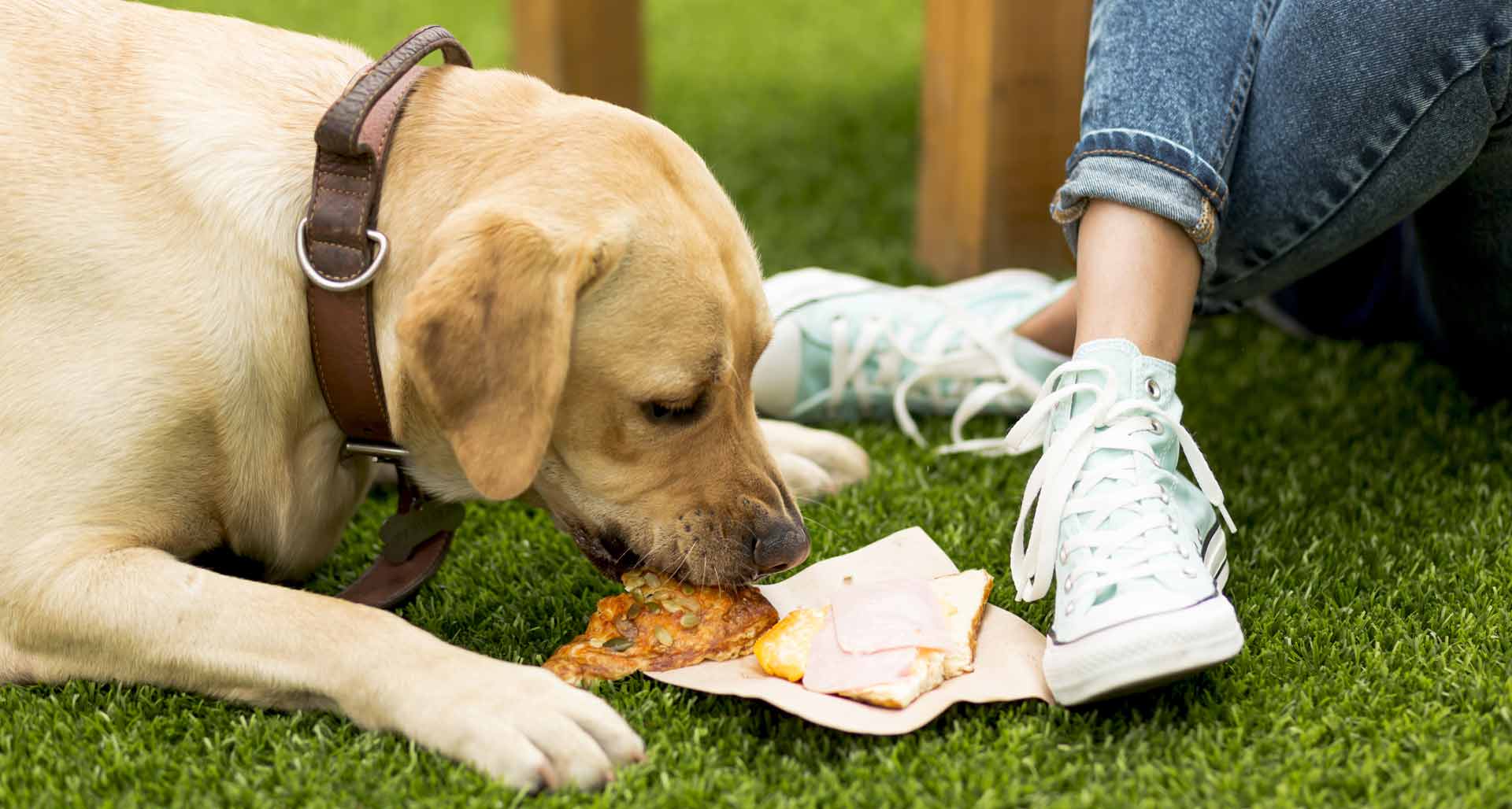 Conoce Si Hay Alimentos Especiales Para Los Perros Con Estreñimiento
