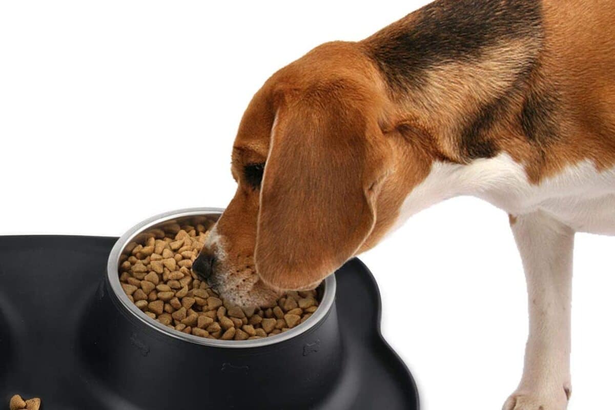 Conoce Sobre Si Hay Alimentos Especiales Para Los Perros Con Hipotiroidismo