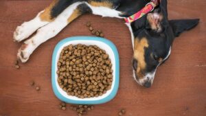 ¿Existen Hay Alimentos Especiales Para Los Perros Con Leptospirosis?: Descúbrelo