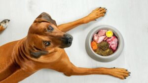 ¿Hay Alimentos Especiales Para Los Perros Con Parálisis?: Conoce Sobre Ello