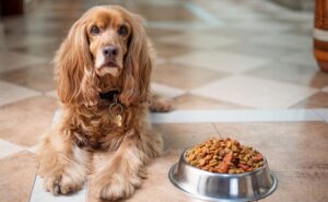 ¿Hay Alimentos Especiales Para Los Perros Con Salmonela?: Cuidados Necesarios