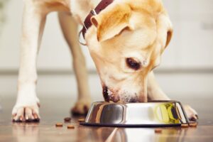 ¿Hay Alimentos Especiales Para Los Perros Diabéticos?: Descubre Si Existen