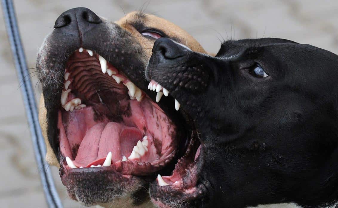 Aprende Si Hay Formas De Evitar Que Los Perros Ataquen A Otras Mascotas