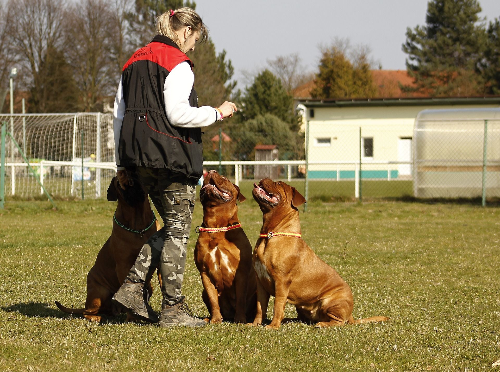 ¿Hay Instructores De Entrenamiento De Perros Que Se Especialicen En Problemas De Comportamiento Canino?