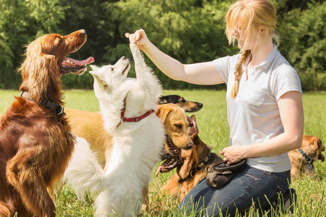 ¿Hay Profesionales Que Se Especialicen En El Adiestramiento Y El Comportamiento Caninos?