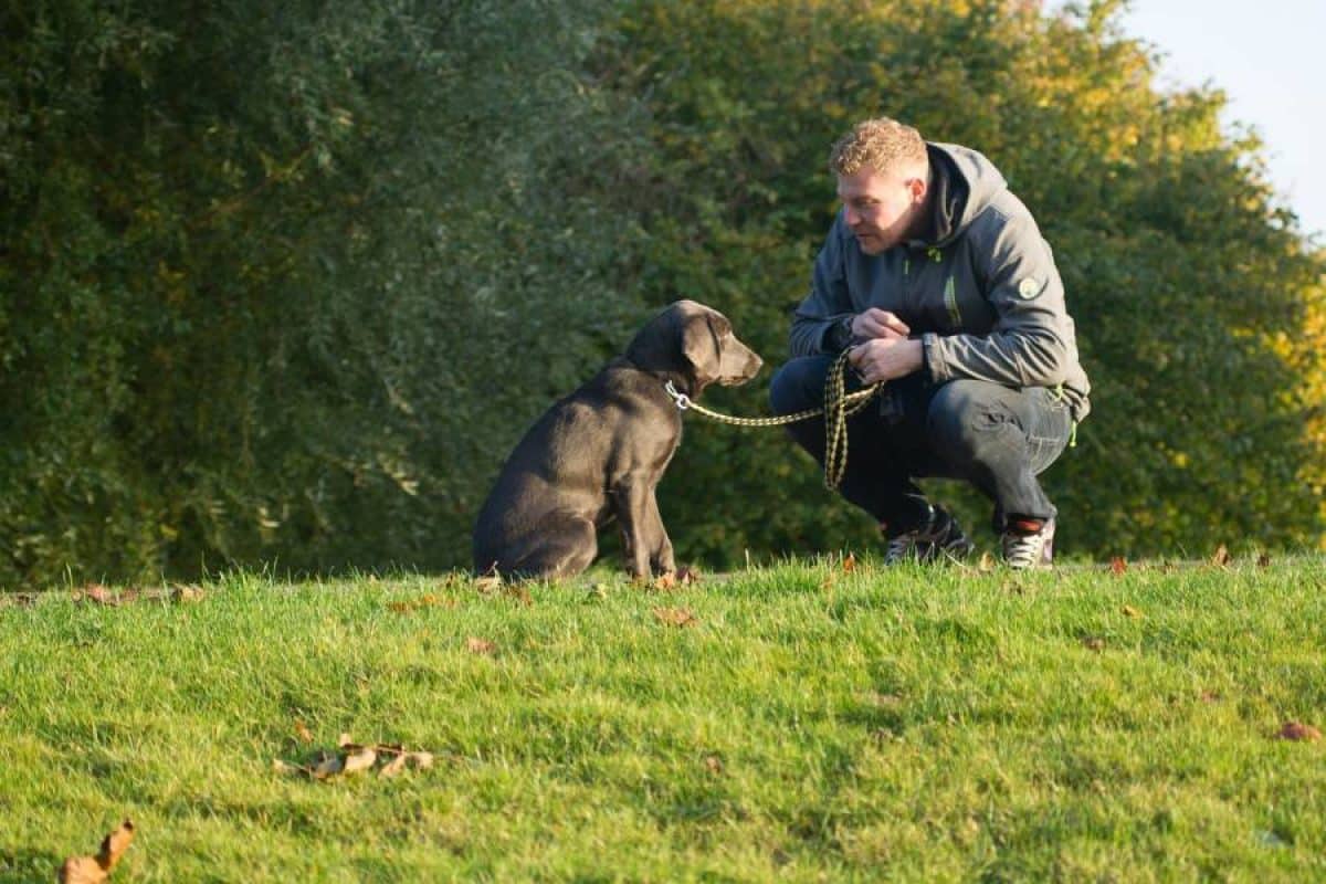 ¿Hay Vídeos Disponibles Para Personas Interesadas En El Adiestramiento Y El Comportamiento Caninos?