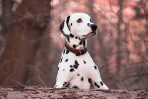 ¿Los Dálmatas Son Buenos Perros Para Las Personas Mayores?: Descúbrelo