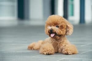 ¿Los Poodles Son Perros Limpios?: ¿Tienen Un Olor Fuerte?
