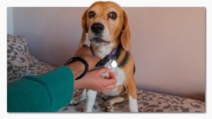 Mi Perro Beagle Está En Celo, ¿Qué Debo Hacer En Estos Casos?: Mejores Consejos
